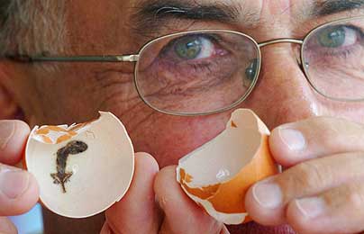 ニワトリの卵の中にヤモリがいた不思議