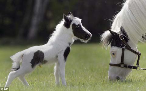 ニューハンプシャー州で生まれた世界小さな子馬