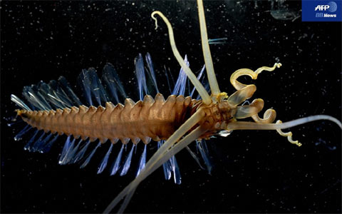 新種スクイッドワーム（Squid worm）