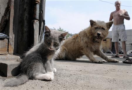 ロシアで4つの耳を持つネコが撮影される