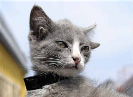 ロシアで4つの耳を持つネコが撮影される