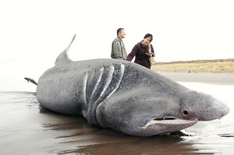 8メートル超の巨大ウバザメの死骸北海道に漂着