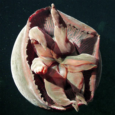 日本海溝で発見された新種の「ユビアシクラゲ」