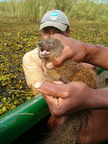 24年ぶりにマダガスカルで発見された新種の肉食哺乳類「ダレルズ・ボンツィラ」