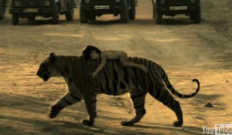 大きなトラに抱きつき移動する裸の子ども